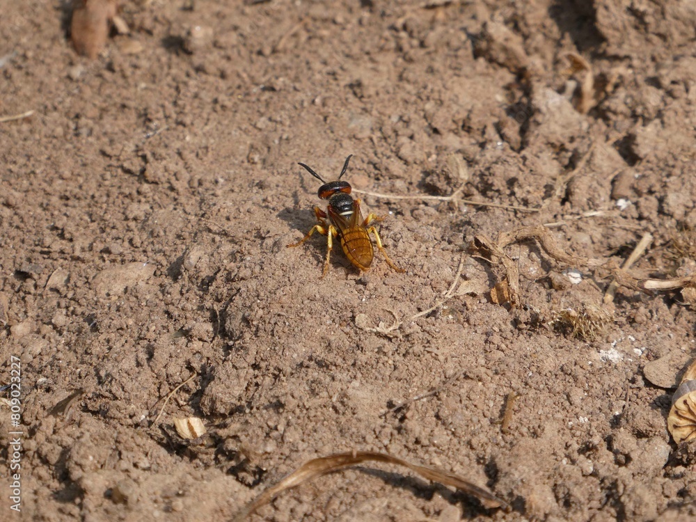 Bienenwolf auf Nahrungssuche Bienenwolf auf Nahrungssuche