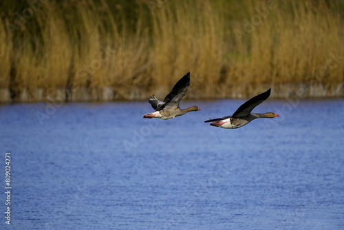 two geese flying over the water