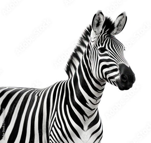 PNG Zebra wildlife animal mammal