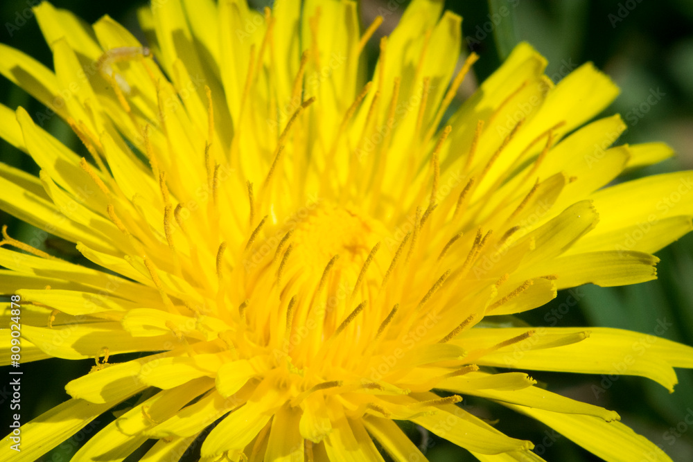Gemeiner Löwenzahn die Blüte Gemeiner Löwenzahn die Blüte