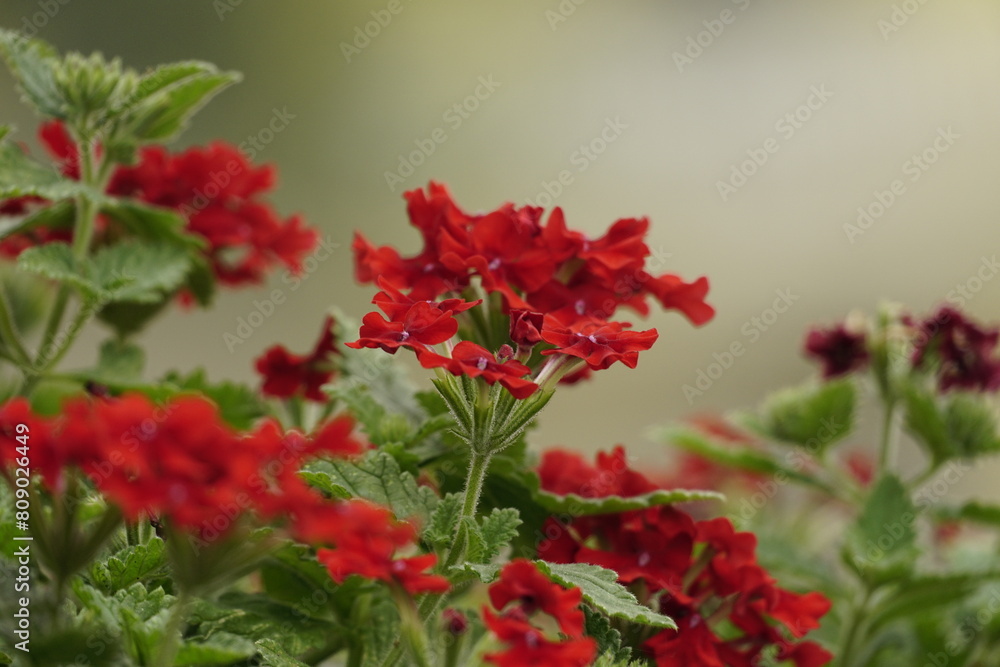 Red Verbena hybrida flower close-up Red Verbena hybrida flower close-up