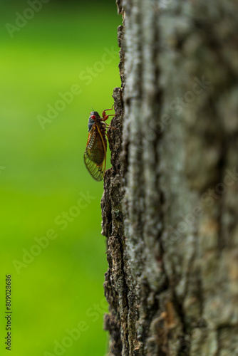 Cicada on tree