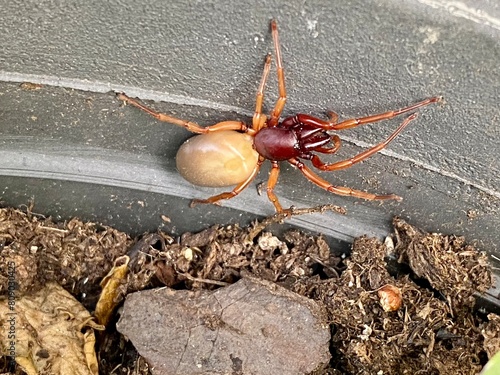 Scary looking woodlouse spider with large tan abdomen