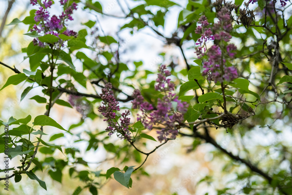 purple lilac outside,tree, sunny day