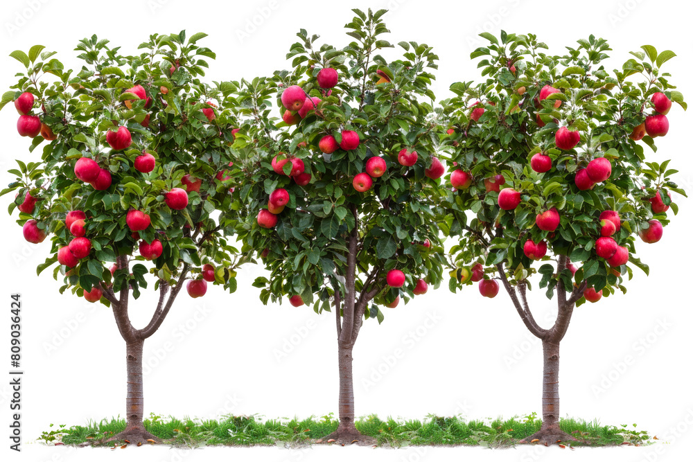 Apple trees laden with ripe red apples isolated on transparent background png
