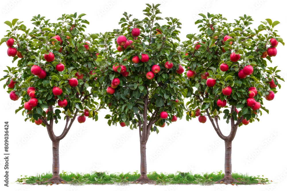 Apple trees laden with ripe red apples isolated on transparent background png Apple trees laden with ripe red apples isolated on transparent background png