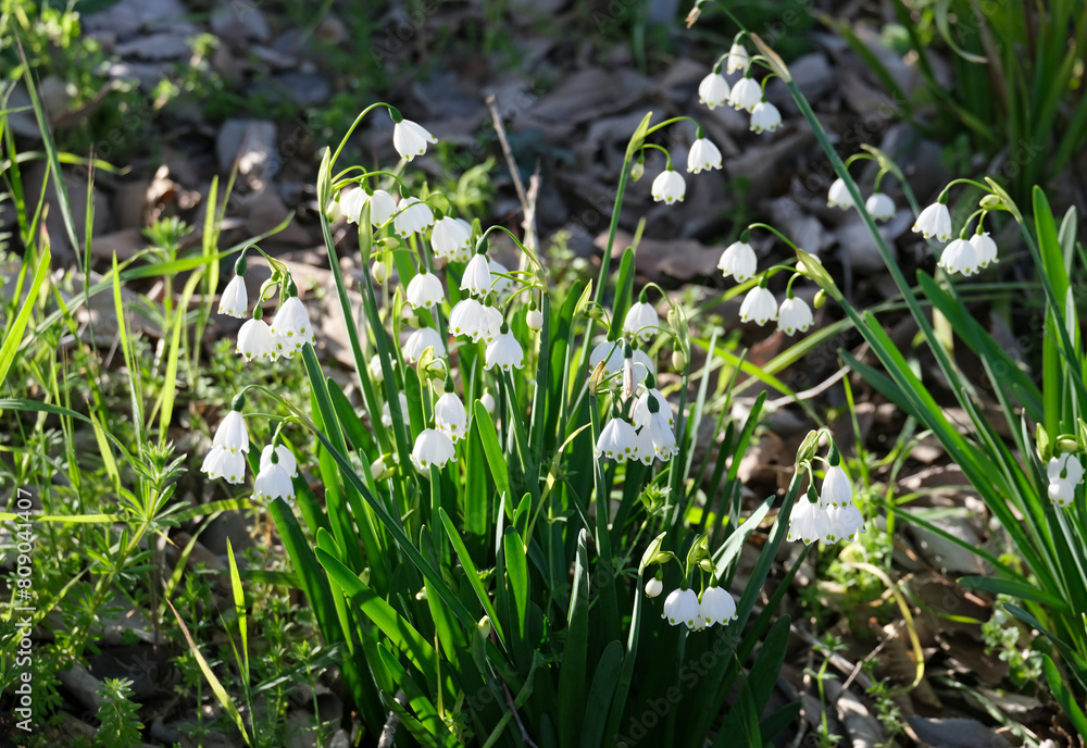 Summer snowflake or Loddon lily (lat.- Leucojum aestivum) Summer snowflake or Loddon lily (lat.- Leucojum aestivum)