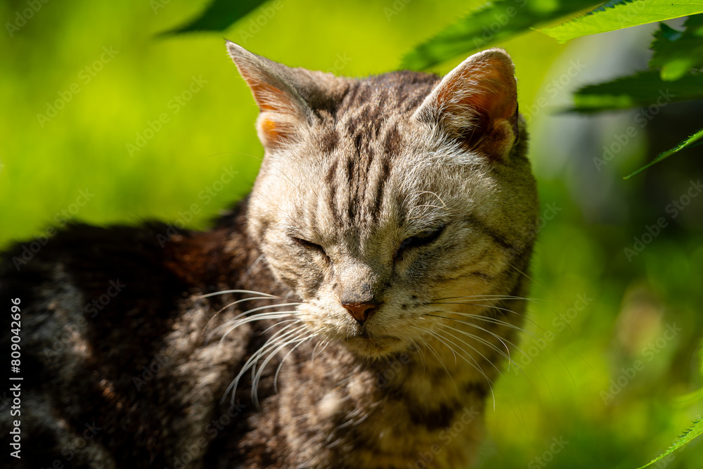 Fototapeta premium 日向ごっこをする老猫