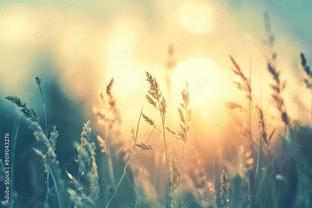 Timeless Beauty: Vintage Filter Enhances Abstract Nature Background of Wild Grass at Sunset