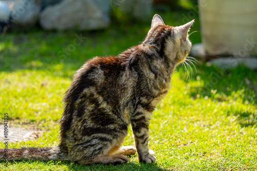 日向ごっこをする老猫