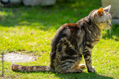 日向ごっこをする老猫