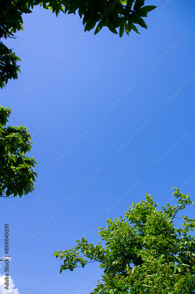 Obraz premium tree and sky