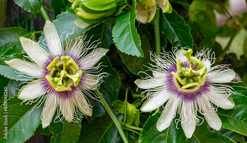 Sweet granadilla or passion flowers (Passiflora incarnata) adorn a granadilla vine, which is native to Brazil.