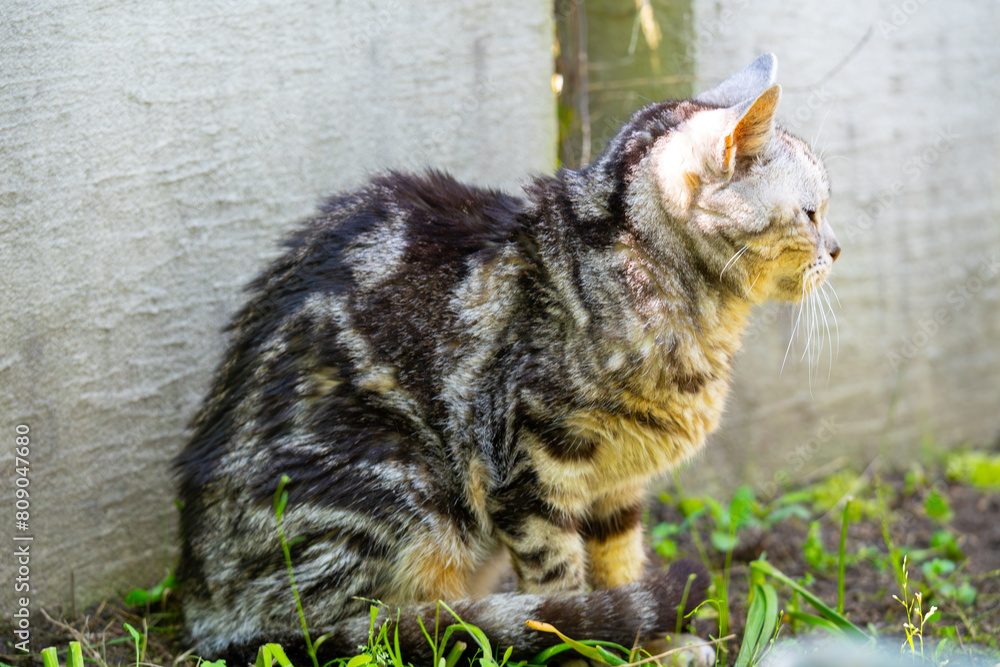 Obraz premium 日向ごっこをする老猫