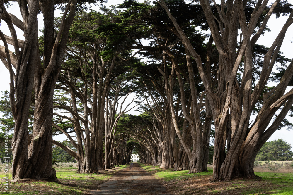 Popular Cypress tree tunnel in the Point Reyes National Seashore. Popular Cypress tree tunnel in the Point Reyes National Seashore.