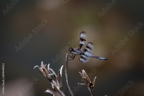 Twelve Spotted Skimmer resing on a twig photo
