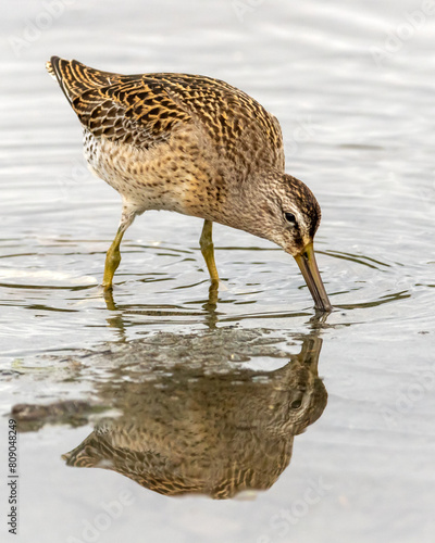 Greater Yellowleg feeding near shore with reflection photo