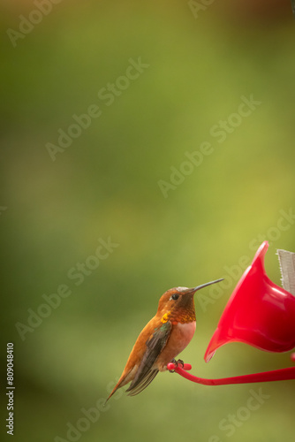 rufous hummingbird sitting at a feeder photo