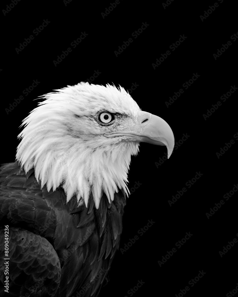 Bald Eagle Profile in Black and White Bald Eagle Profile in Black and White