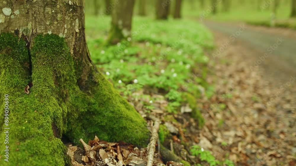 Green moss on a tree trunk. Forest ground covered with beautiful spring anemone white flowers. Anemone forest at springtime. Spring time blossoming.
Green moss on a tree trunk. Forest ground covered with beautiful spring anemone white flowers. Anemone forest at springtime. Spring time blossoming.