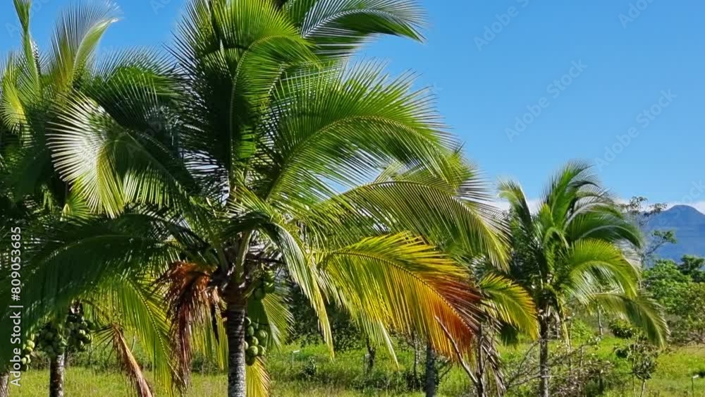 Panama, Boquete, palm trees in the wind on a sunny day Panama, Boquete, palm trees in the wind on a sunny day