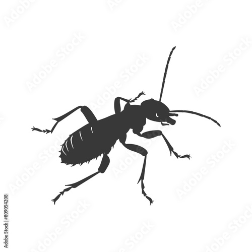 Silhouette termite animal full body black color only