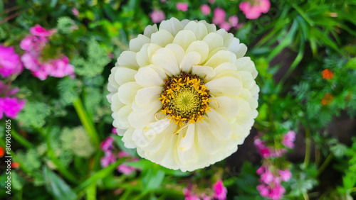 White delicate graceful zinnia on a green background of a flower bed