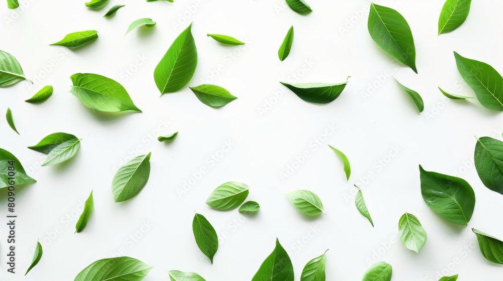 Fresh Green Leaves: Gifts of Spring on Pristine White Background