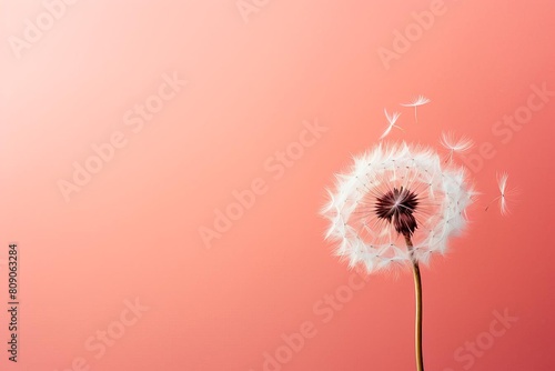 Stark outline of a dandelion head  its seeds ready to disperse  set against a pastel coral background for a warm  minimal aesthetic