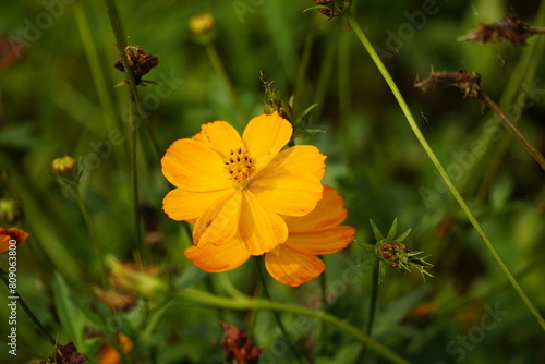 Cosmos bipinnatus flowers bloom in the field photo