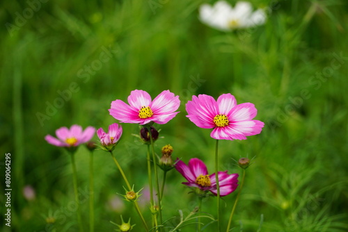 Cosmos bipinnatus flowers bloom in the field