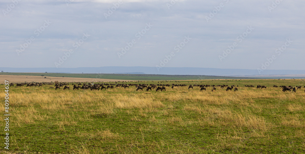 Obraz premium A herd of wildebeest in the wilds of Africa Kenya Masai Mara national park