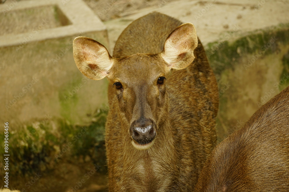 Fototapeta premium Close-up of Cervus Nippon Pseudaxis