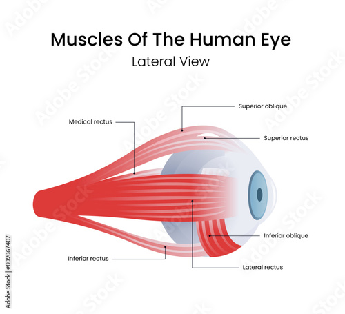 muscles of the human eye side view