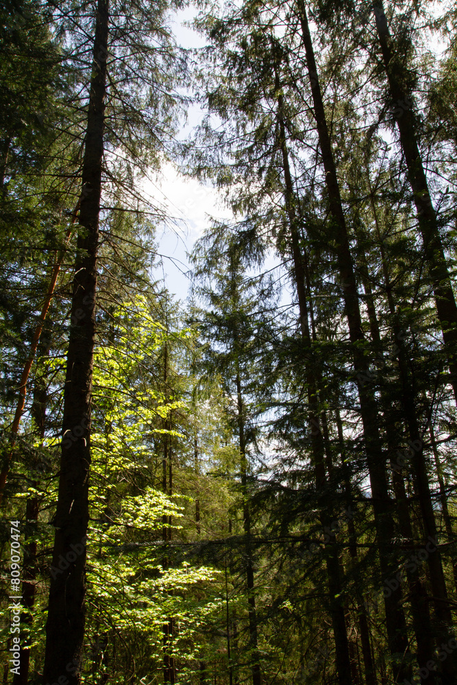 Fototapeta premium Mountain road in a pine forest