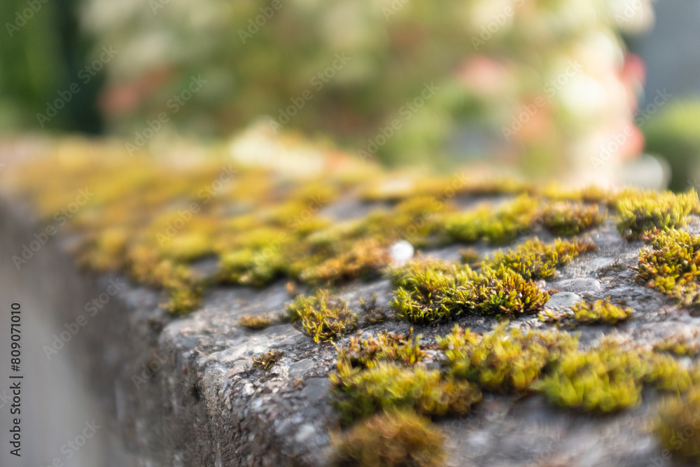 Moss growing on a rock wall at an old church in Scotland. Moss growing on a rock wall at an old church in Scotland.