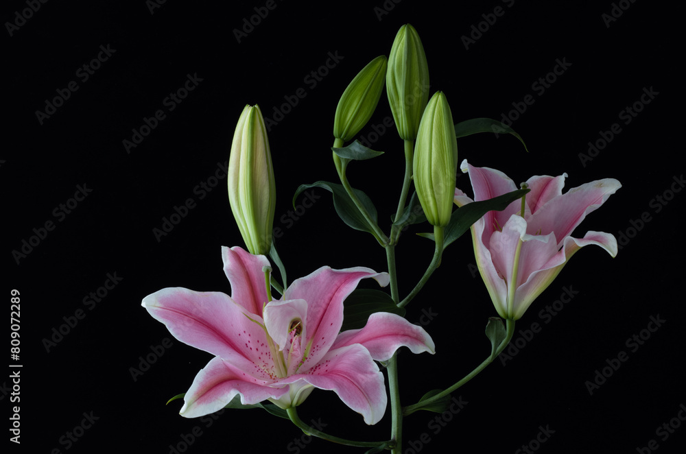 Naklejka premium pink lily flower