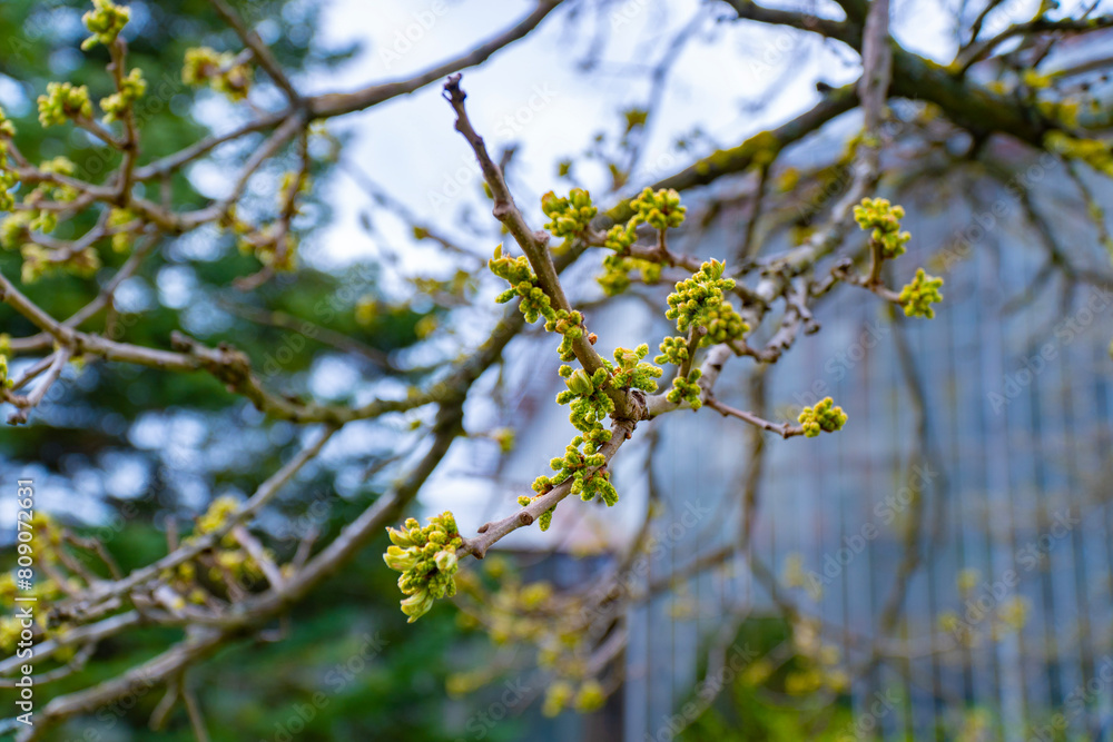 Vivid close-up of budding green flowers on a branch, with a softly blurred background, capturing the essence of spring growth Vivid close-up of budding green flowers on a branch, with a softly blurred background, capturing the essence of spring growth