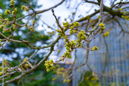 Vivid close-up of budding green flowers on a branch, with a softly blurred background, capturing the essence of spring growth