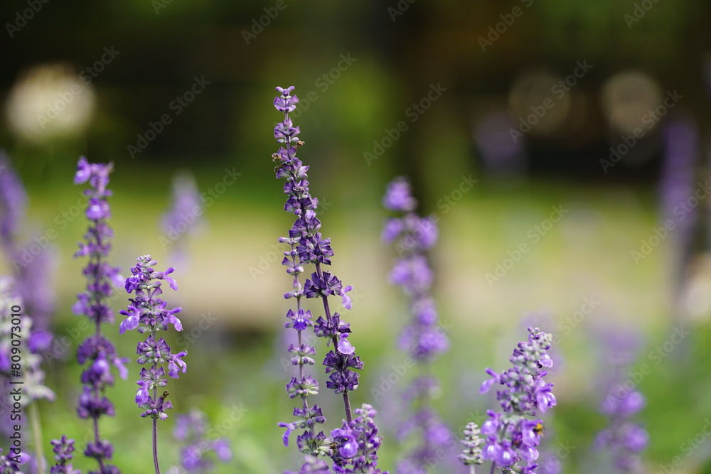Obraz premium Close-up of Salvia farinacea blooming flower