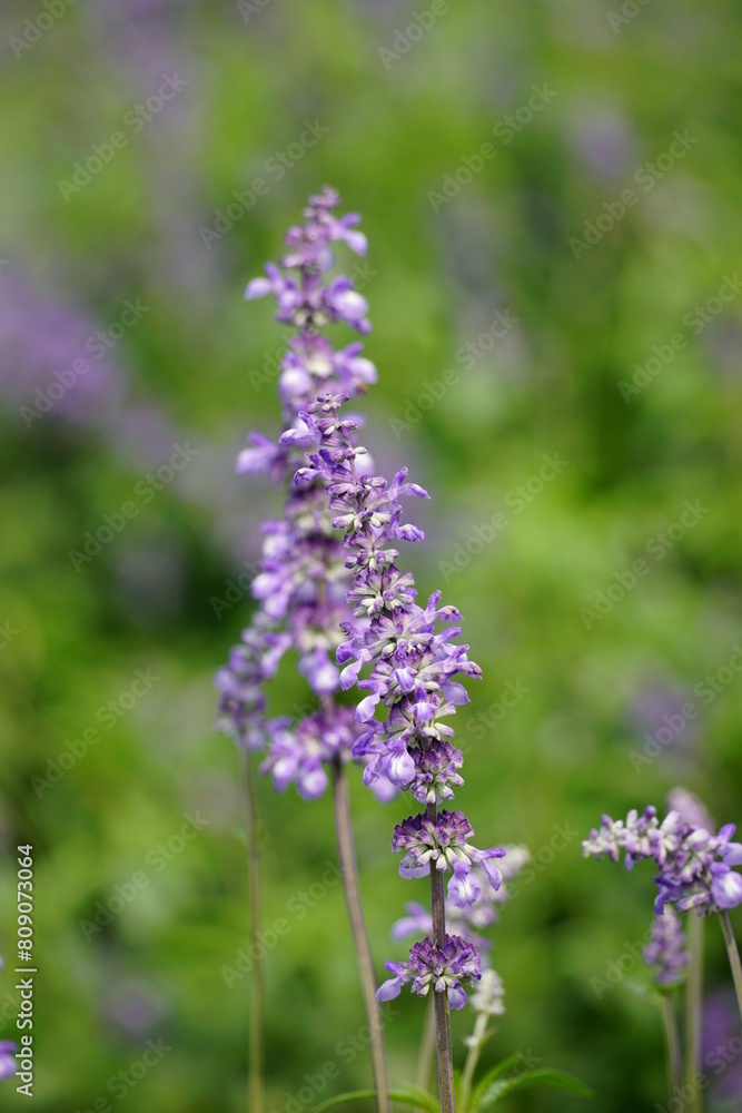 Close-up of Salvia farinacea blooming flower
