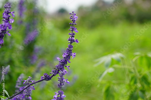 Close-up of Salvia farinacea blooming flower photo
