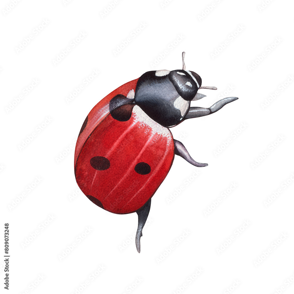Fototapeta premium Ladybug clipart, isolated illustration. Beautiful insect on a white background, watercolor painted by hand art for wallpaper. Cartoon cute animal. Watercolour print, hand drawn,red lady bug black dots