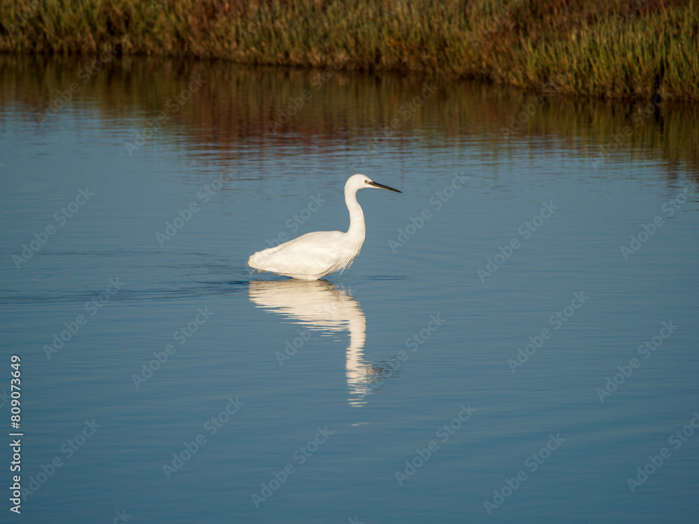 Flamingo in the Ebro River Delta. Flamingos in the Ebro Delta Natural Park, Tarragona. Great Flamingo (Phoenicopterus roseus), Ebro Delta Natural Reserve, Tarragona province, Catalonia, Spain Flamingo in the Ebro River Delta. Flamingos in the Ebro Delta Natural Park, Tarragona. Great Flamingo (Phoenicopterus roseus), Ebro Delta Natural Reserve, Tarragona province, Catalonia, Spain