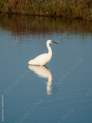 Flamingo in the Ebro River Delta. Flamingos in the Ebro Delta Natural Park  Tarragona. Great Flamingo  Phoenicopterus roseus   Ebro Delta Natural Reserve  Tarragona province  Catalonia  Spain