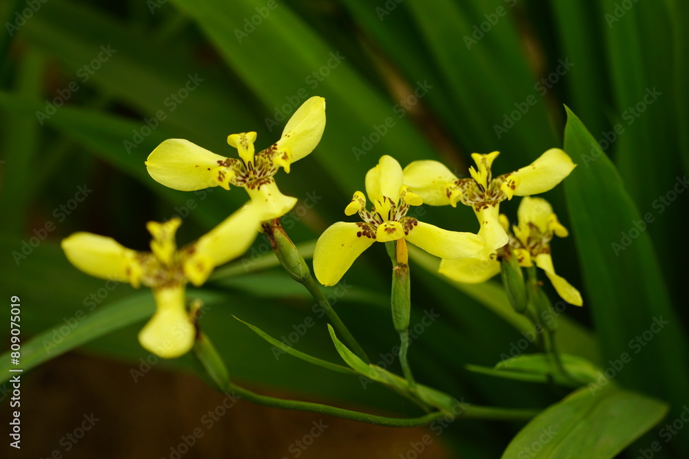 Fototapeta premium Trimezia flowers bloom in the garden