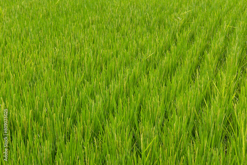 Paddy rice field meadow in Taiwan