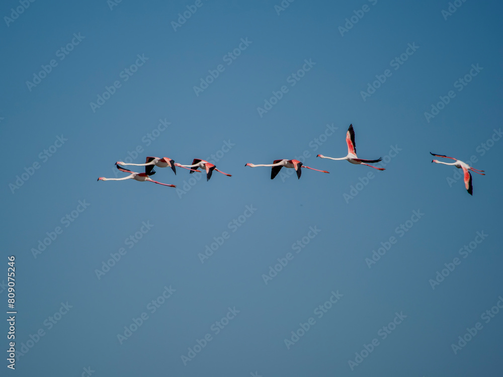 Fototapeta premium Flamingo in the Ebro River Delta. Flamingos in the Ebro Delta Natural Park, Tarragona. Great Flamingo (Phoenicopterus roseus), Ebro Delta Natural Reserve, Tarragona province, Catalonia, Spain