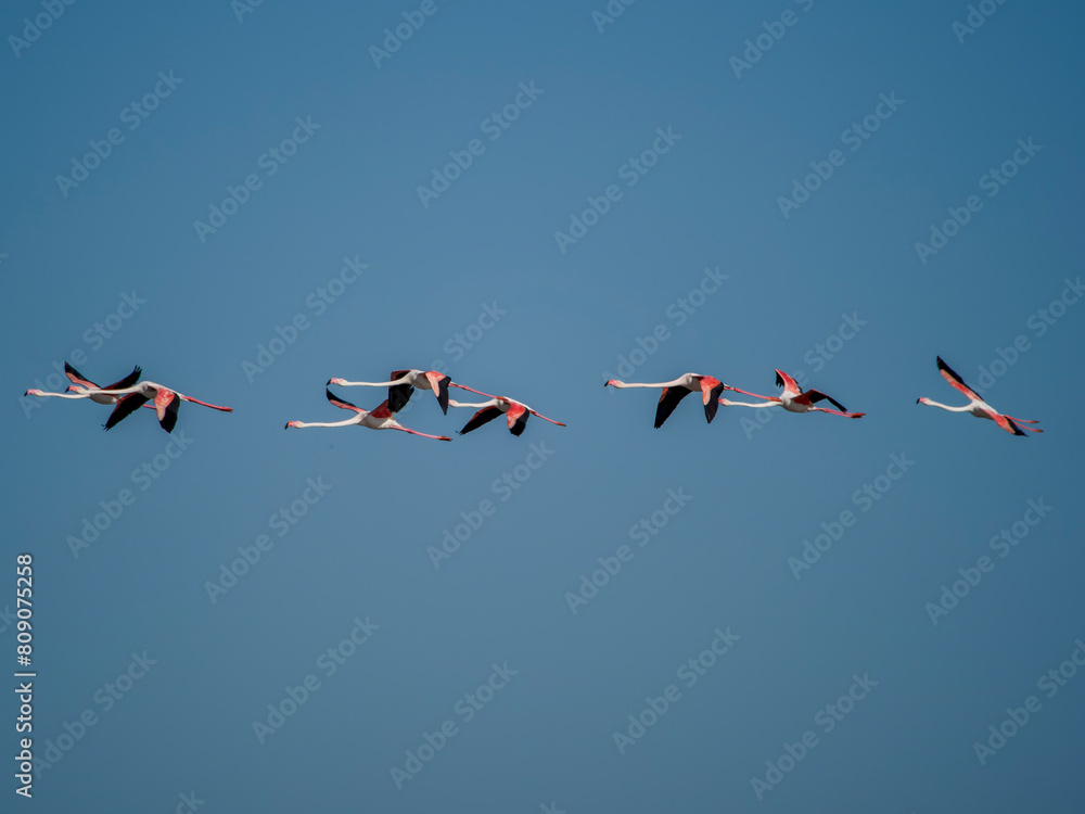 Fototapeta premium Flamingo in the Ebro River Delta. Flamingos in the Ebro Delta Natural Park, Tarragona. Great Flamingo (Phoenicopterus roseus), Ebro Delta Natural Reserve, Tarragona province, Catalonia, Spain