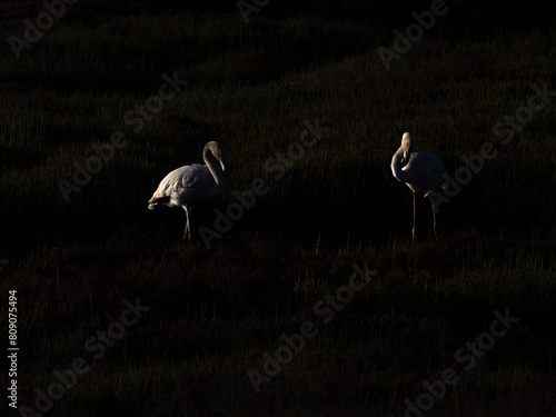 Flamingo in the Ebro River Delta. Flamingos in the Ebro Delta Natural Park, Tarragona. Great Flamingo (Phoenicopterus roseus), Ebro Delta Natural Reserve, Tarragona province, Catalonia, Spain